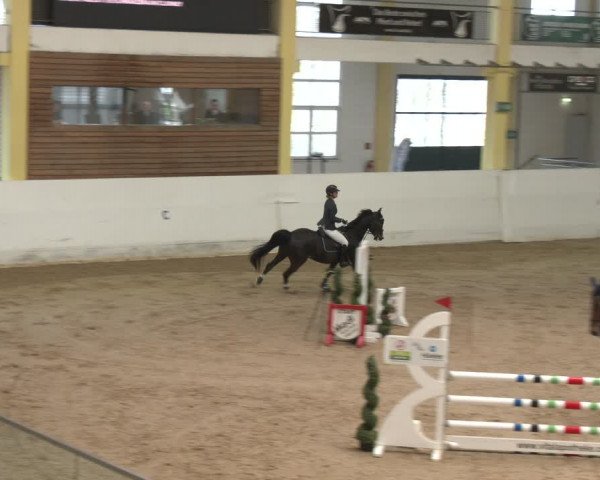Reitturnier Stadl-Paura 2024