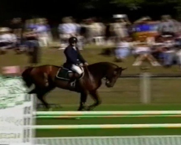 stallion Feeling du Mortier (Selle Français, 1993, from Galoubet A)