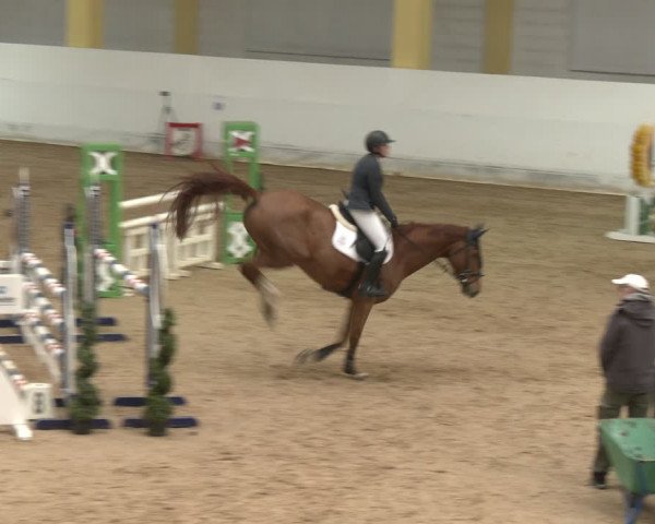 Reitturnier Stadl-Paura 2024