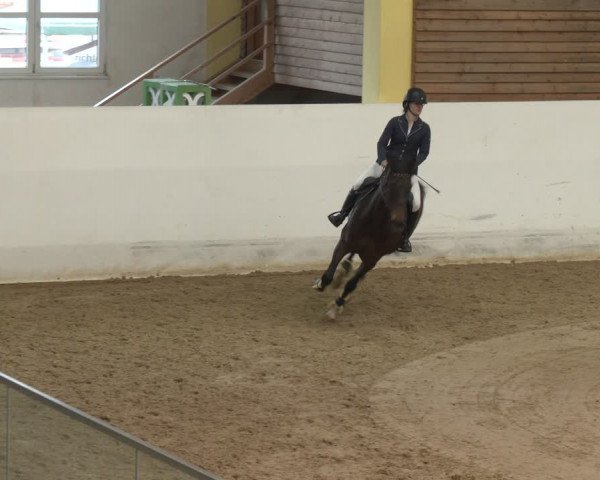 Reitturnier Stadl-Paura 2024