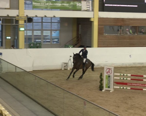 Reitturnier Stadl-Paura 2024