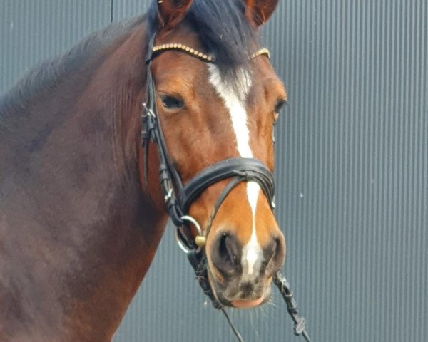 broodmare Labonita ZV (German Riding Pony, 2015, from Best Boy)