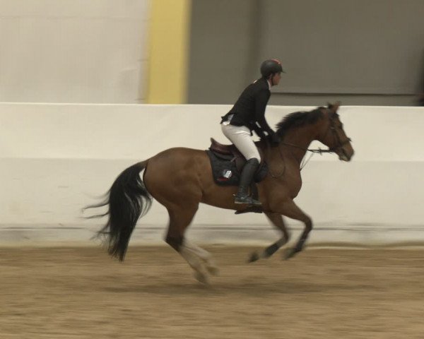 Reitturnier Stadl-Paura 2024