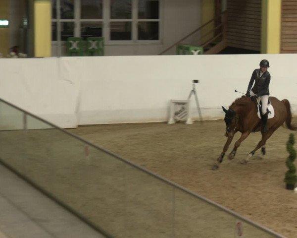 Reitturnier Stadl-Paura 2024