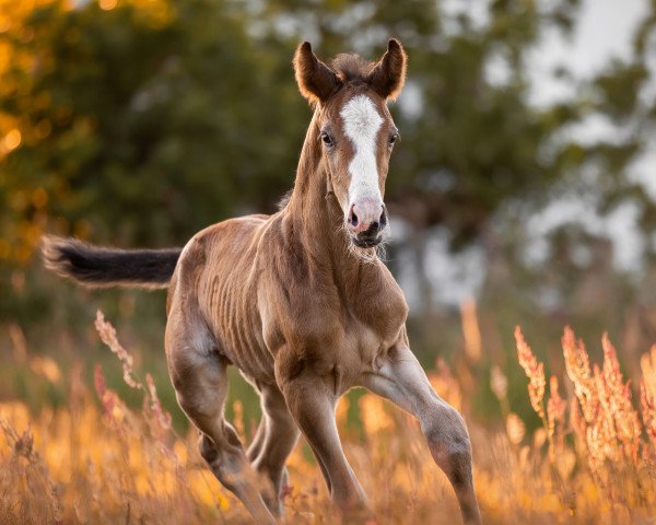 stallion Grayson great Spirit LH (Otto) (Hanoverian, 2023, from Grey Butt)
