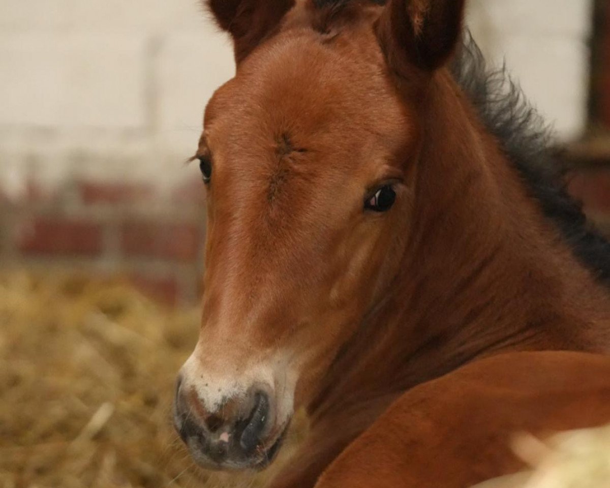 Pferd Unconditional Love (Holsteiner, 2024, von Uriko)