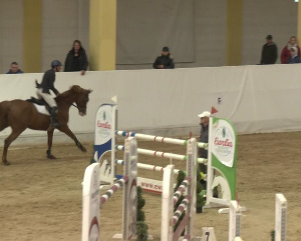 Reitturnier Stadl-Paura 2024