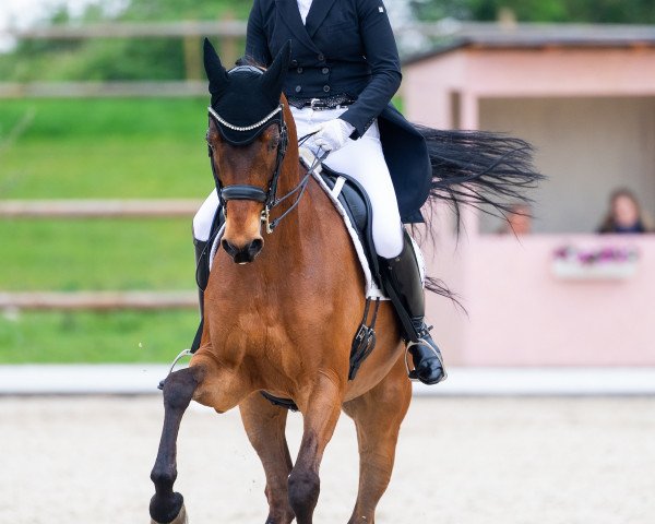 Dressurpferd Linos 23 (Holsteiner, 2007, von Limbus)