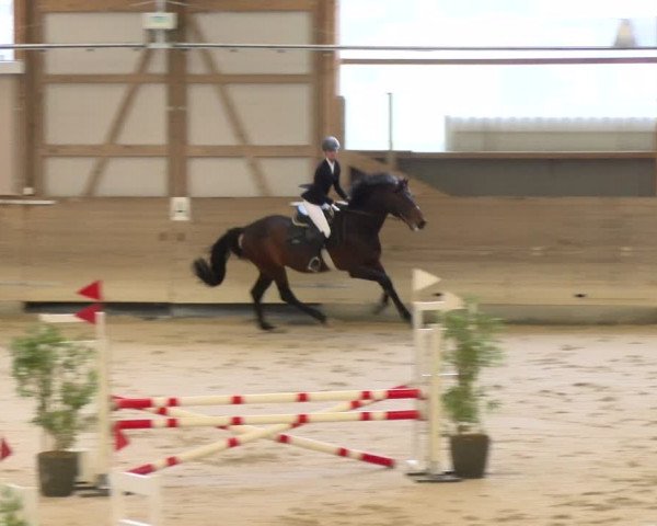 Reitturnier Schaffhausen 2024