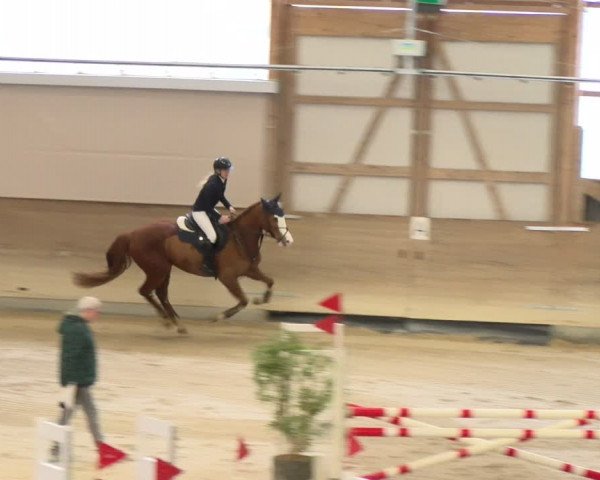 Reitturnier Schaffhausen 2024