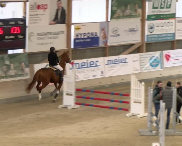 Reitturnier Schaffhausen 2024