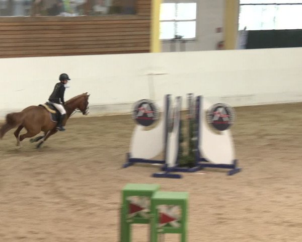 Reitturnier Stadl-Paura 2024