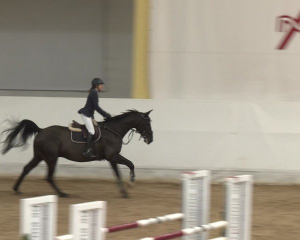 Reitturnier Stadl-Paura 2024