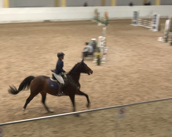 Reitturnier Stadl-Paura 2024