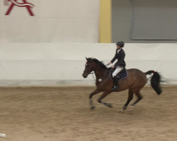 Reitturnier Stadl-Paura 2024