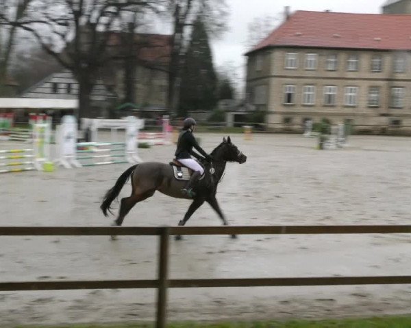 Reitturnier Hildesheim-Steuerwald 2024