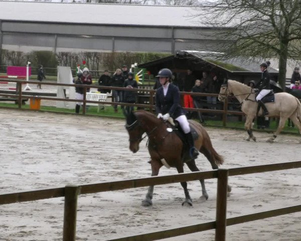 Reitturnier Hildesheim-Steuerwald 2024