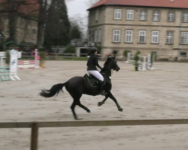 Reitturnier Hildesheim-Steuerwald 2024