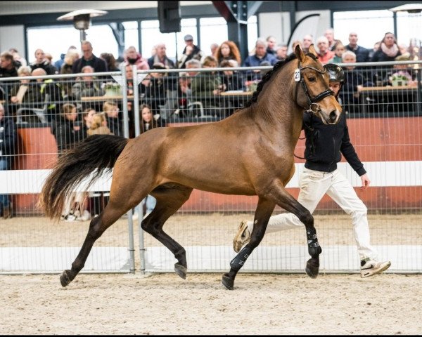 stallion Heihoeve's Chopin (New Forest Pony, 2021, from The Mickle's Moxie)