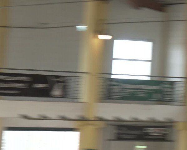 Reitturnier Stadl-Paura 2024