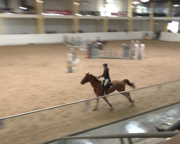 Reitturnier Stadl-Paura 2024