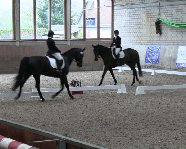Reitturnier Leverkusen-Rheindorf 2024