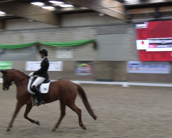 Reitturnier Leverkusen-Rheindorf 2024