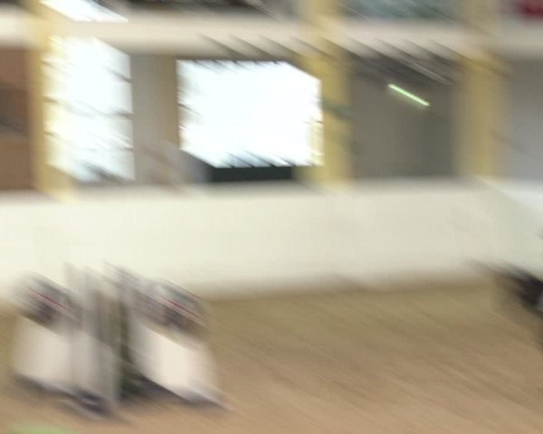 Reitturnier Stadl-Paura 2024