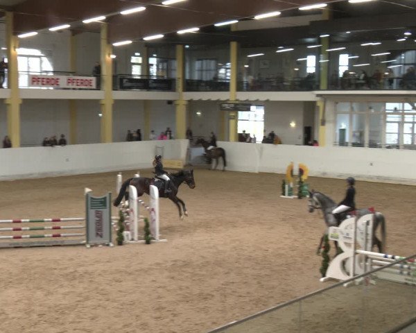 Reitturnier Stadl-Paura 2024
