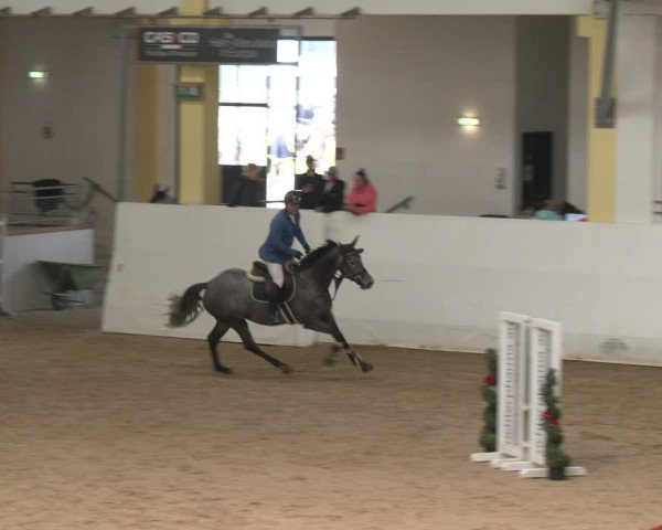 Reitturnier Stadl-Paura 2024