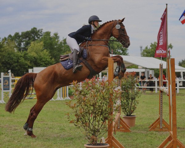 Chovná klisna Helene 38 (Holštýnský kůň, 2015, od Calido I)