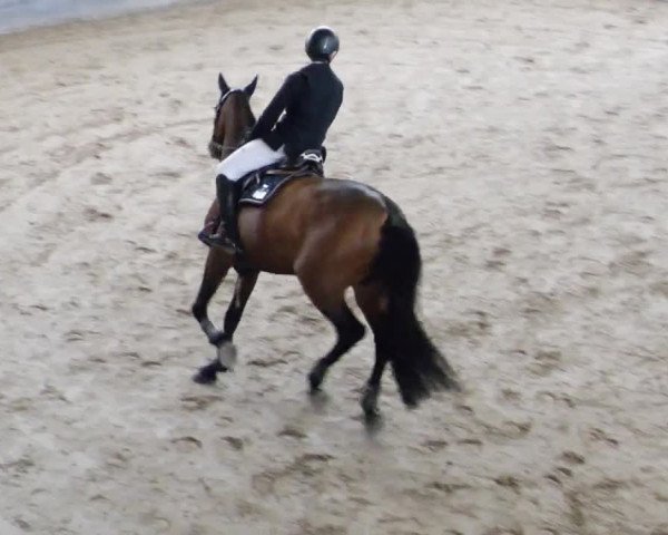 Reitturnier Weil der Stadt 2024