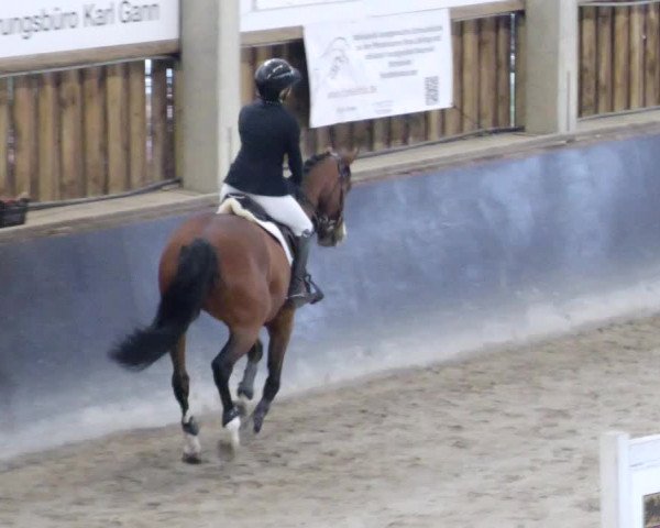 Reitturnier Weil der Stadt 2024