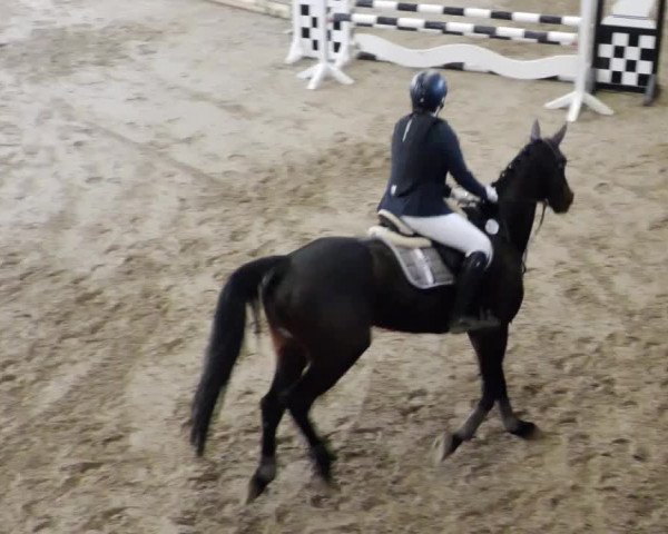 Reitturnier Weil der Stadt 2024