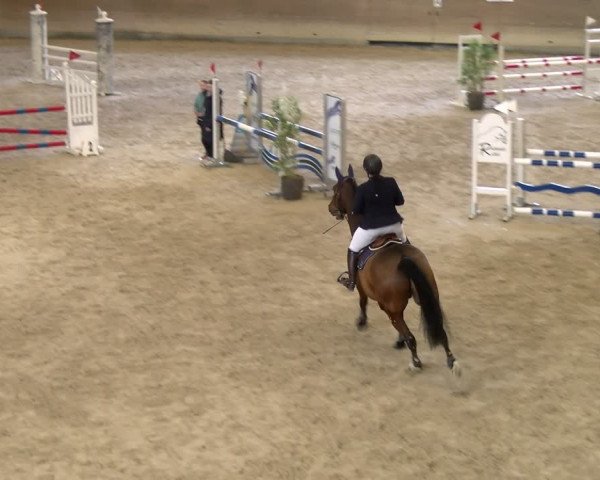 Reitturnier Schaffhausen 2024