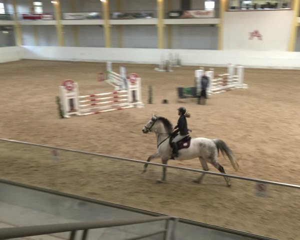 Reitturnier Stadl-Paura 2024