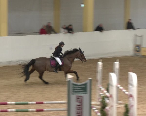 Reitturnier Stadl-Paura 2024