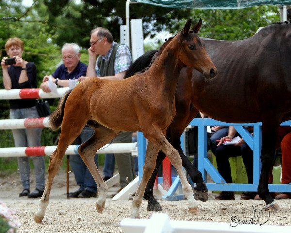 Deckhengst Sir Henry E (Westfale, 2016, von Sir Heinrich OLD)