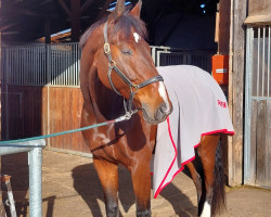 dressage horse Duplo 62 (Westphalian, 2015, from De Niro)