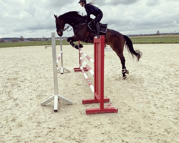 Springpferd Lord Lauries 3 (Hannoveraner, 2007, von Lauries Crusador xx)