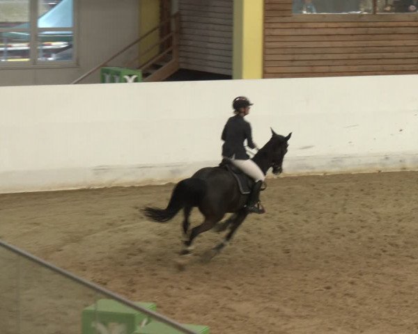 Reitturnier Stadl-Paura 2024