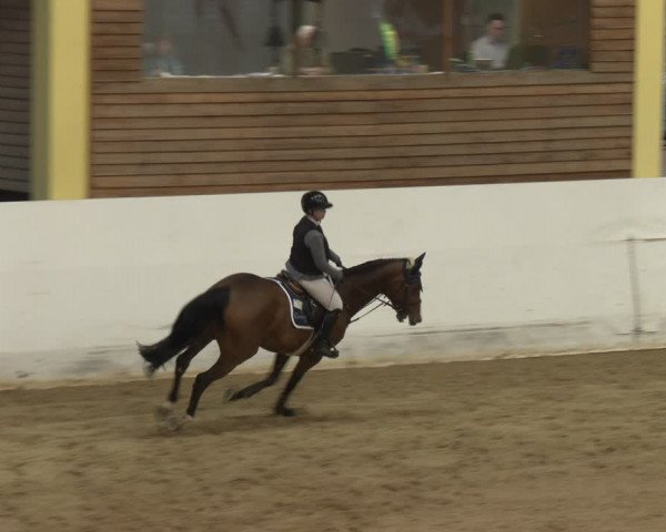 Reitturnier Stadl-Paura 2024