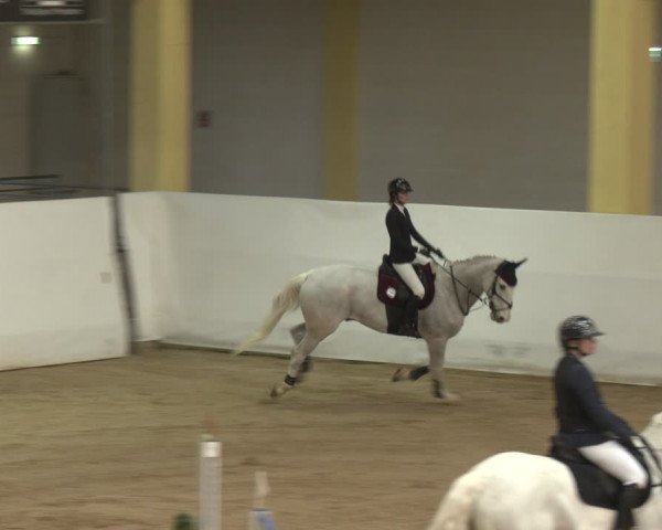 Reitturnier Stadl-Paura 2024