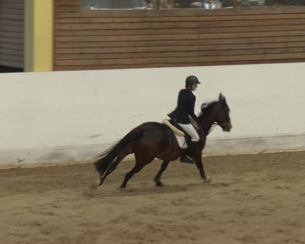 Reitturnier Stadl-Paura 2024