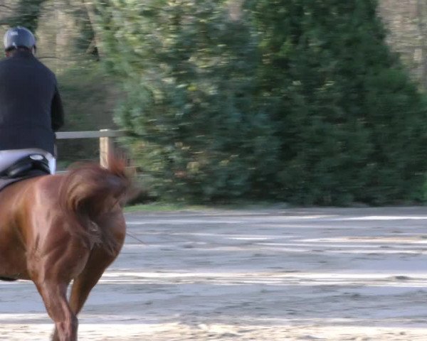 Reitturnier Hildesheim-Steuerwald 2024