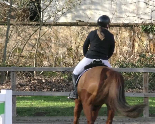 Reitturnier Hildesheim-Steuerwald 2024