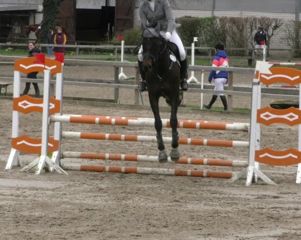 Reitturnier Hildesheim-Steuerwald 2024