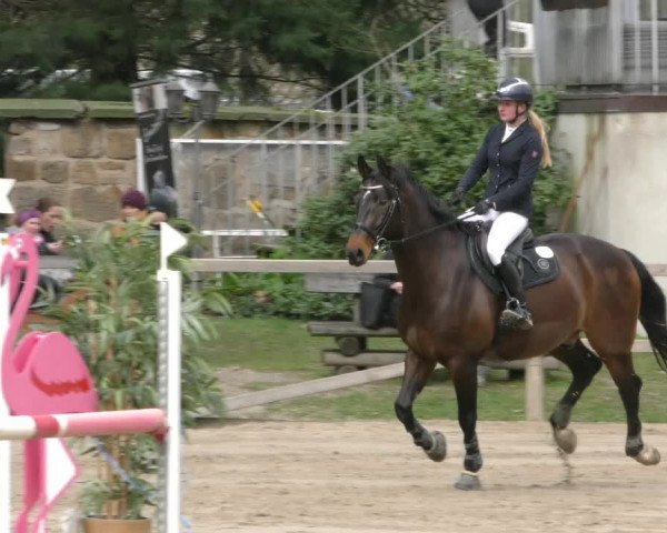 Reitturnier Hildesheim-Steuerwald 2024
