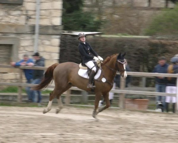 Reitturnier Hildesheim-Steuerwald 2024