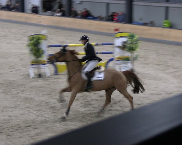 Reitturnier Borken 2024